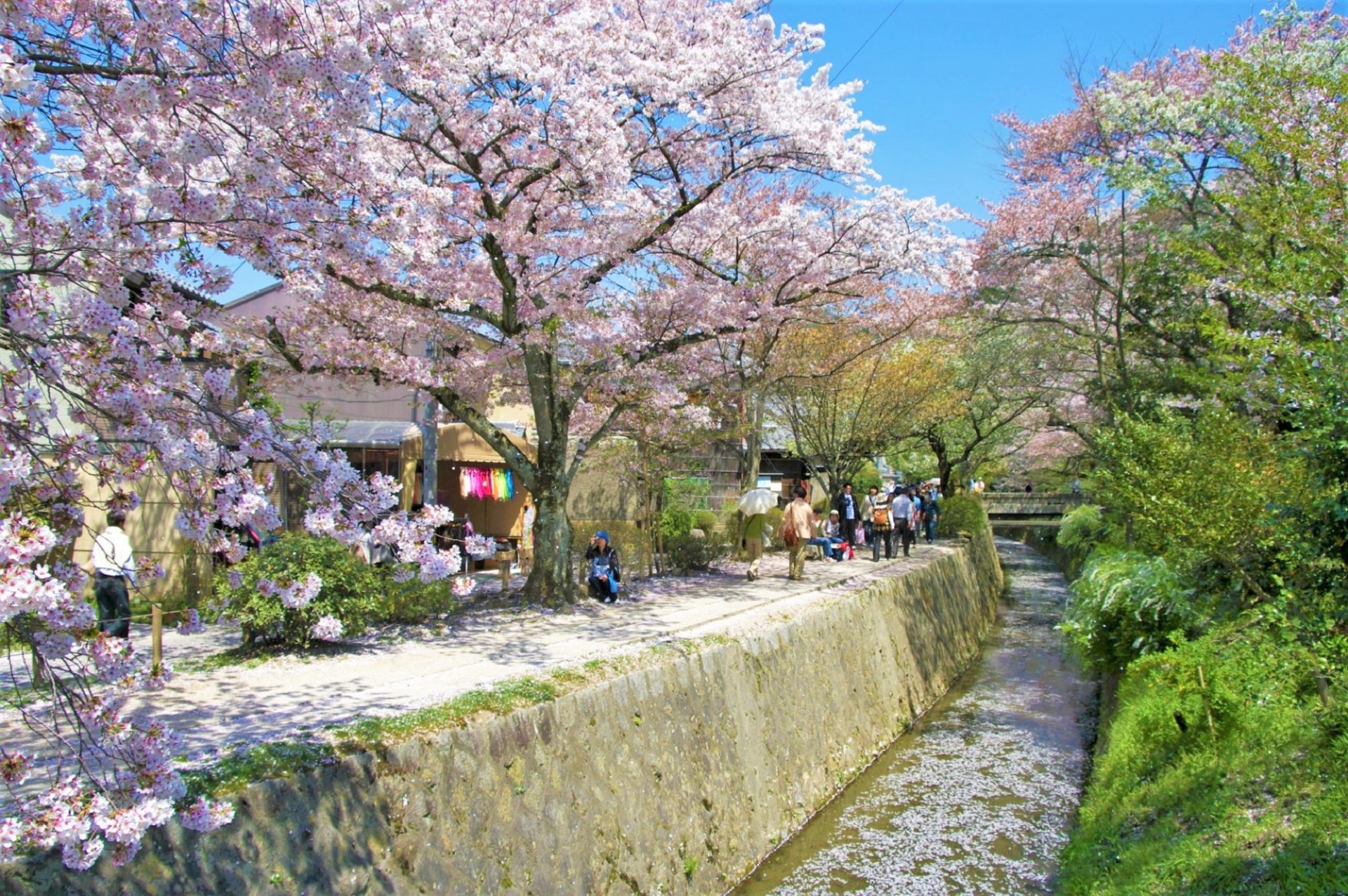 京都の桜名所2023年の見頃はいつ京都の花見最新情報3月14日更新 たびハピ