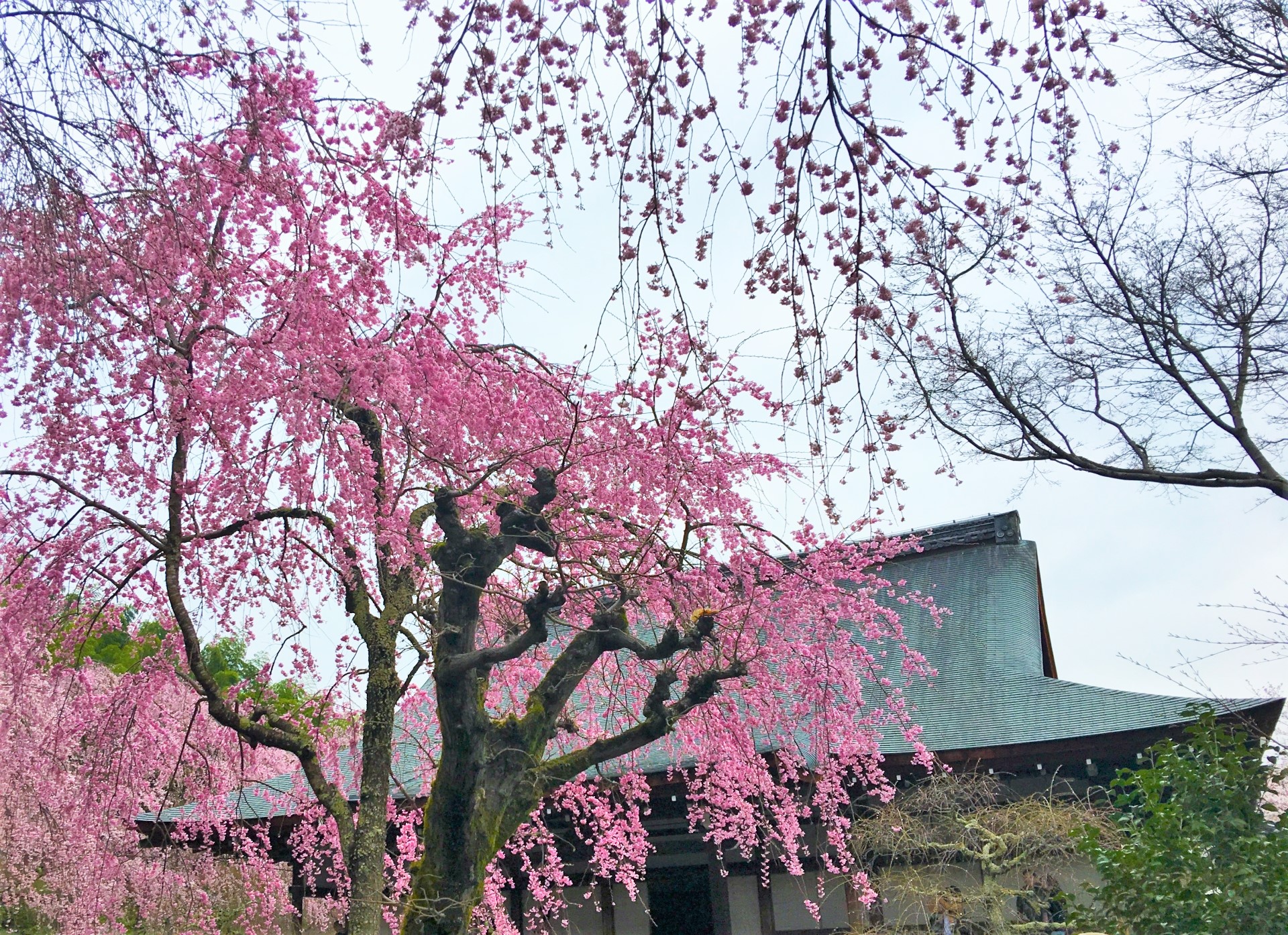 京都の桜名所2023年の見頃はいつ京都の花見最新情報3月14日更新 たびハピ