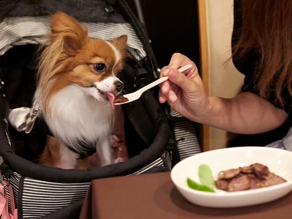 フォレストヒルズ那須　夕食　犬同伴OK