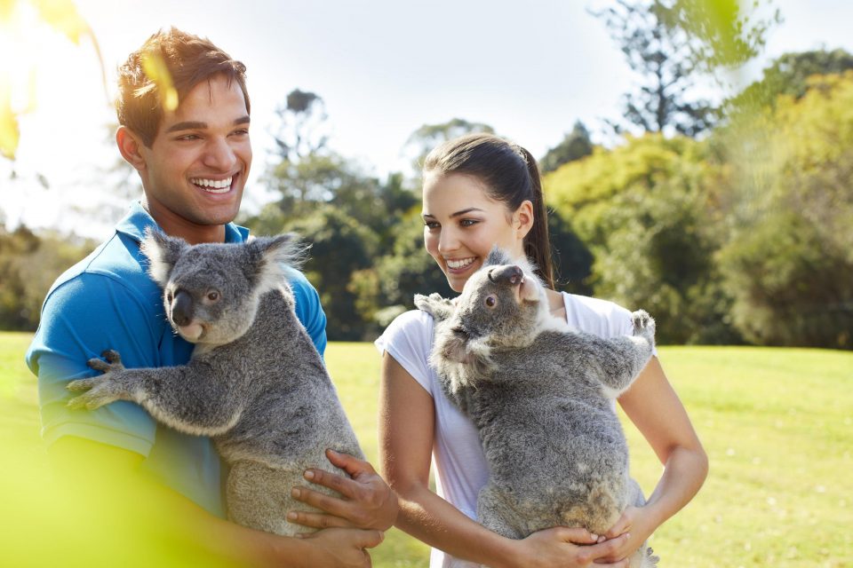 オーストラリアでコアラを抱っこする観光客