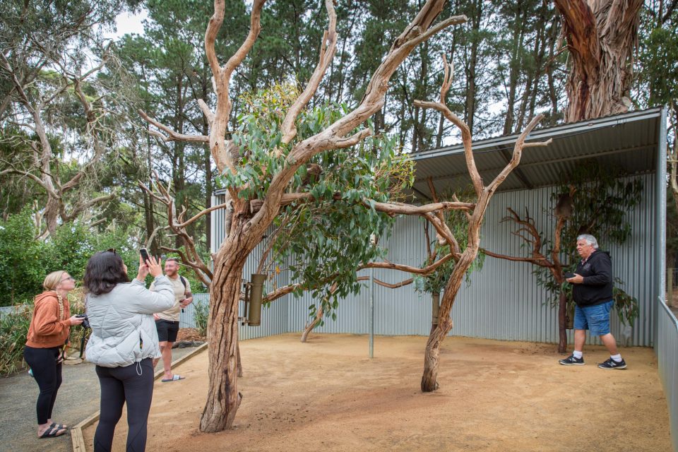 森林火災から保護されたコアラ