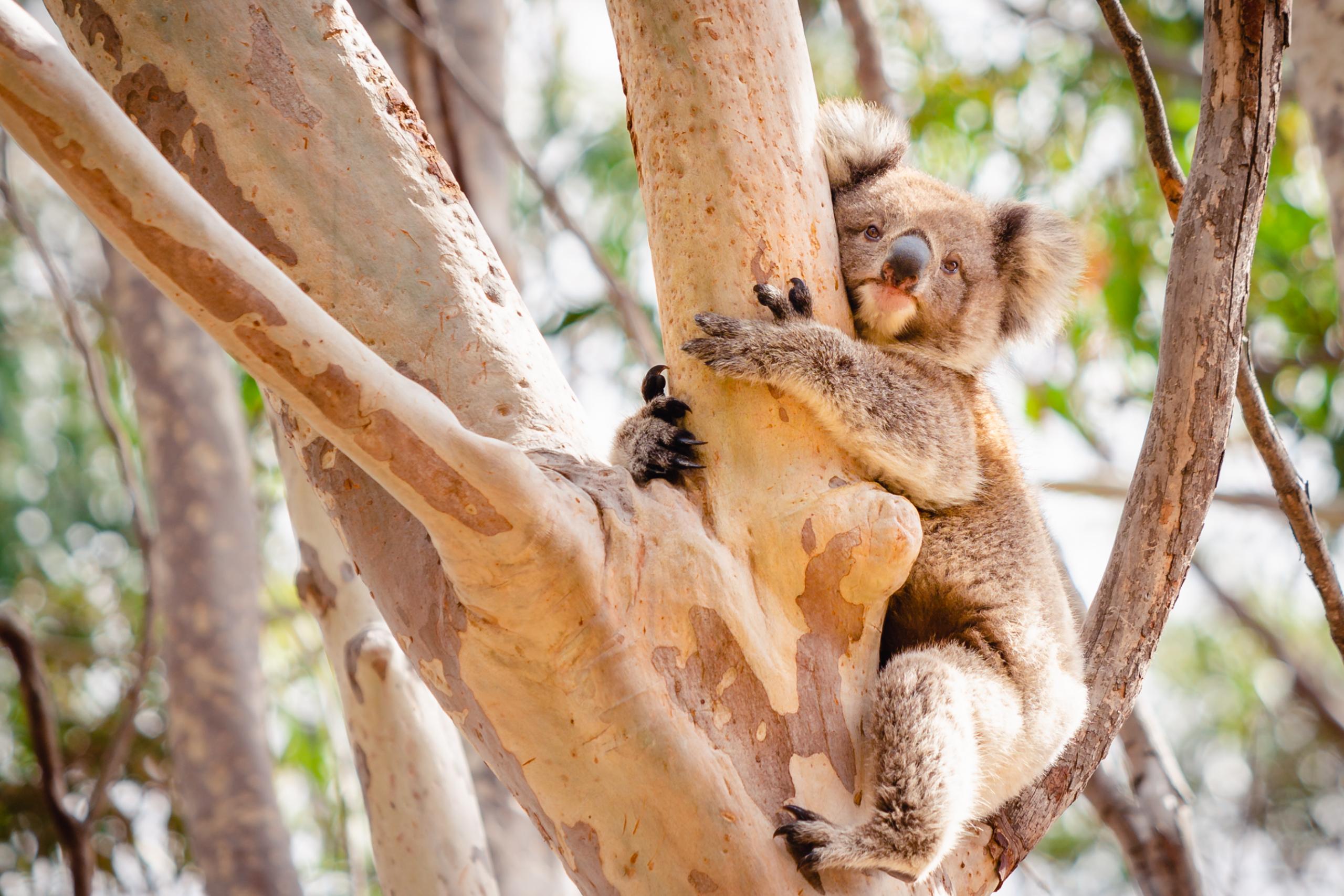 オーストラリアでコアラが抱っこできる場所
