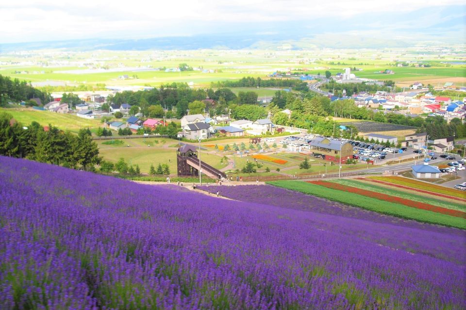 富良野線沿線のラベンダー畑