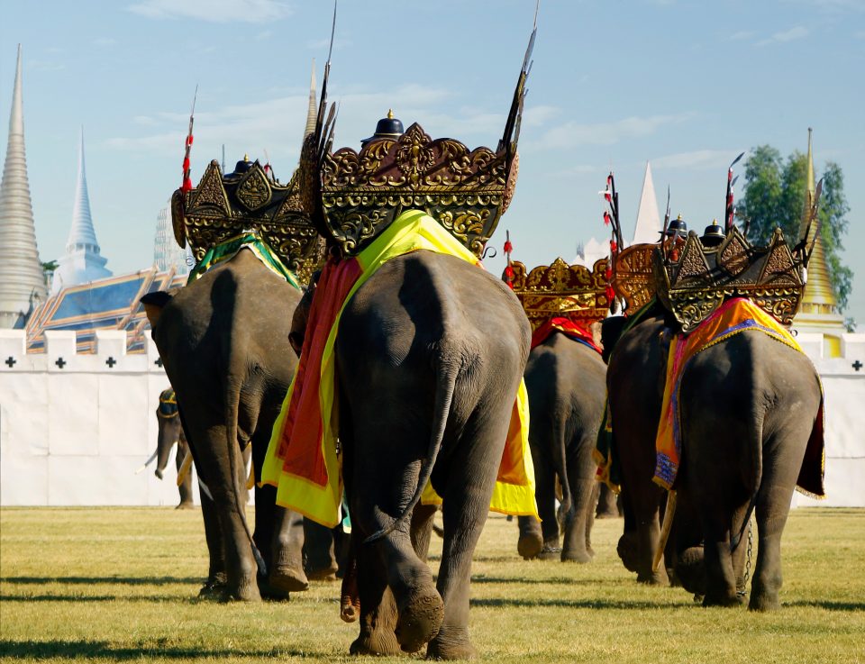 タイの祭り スリンの象まつり