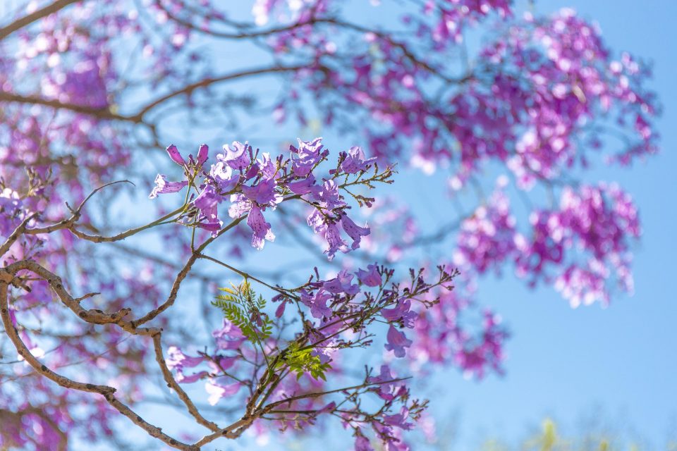 オーストラリアの桜的存在 ジャカランダ でお花見 たびハピ