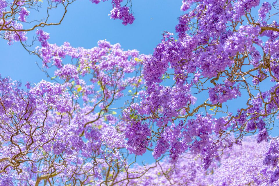 紫色のジャカランダの花
