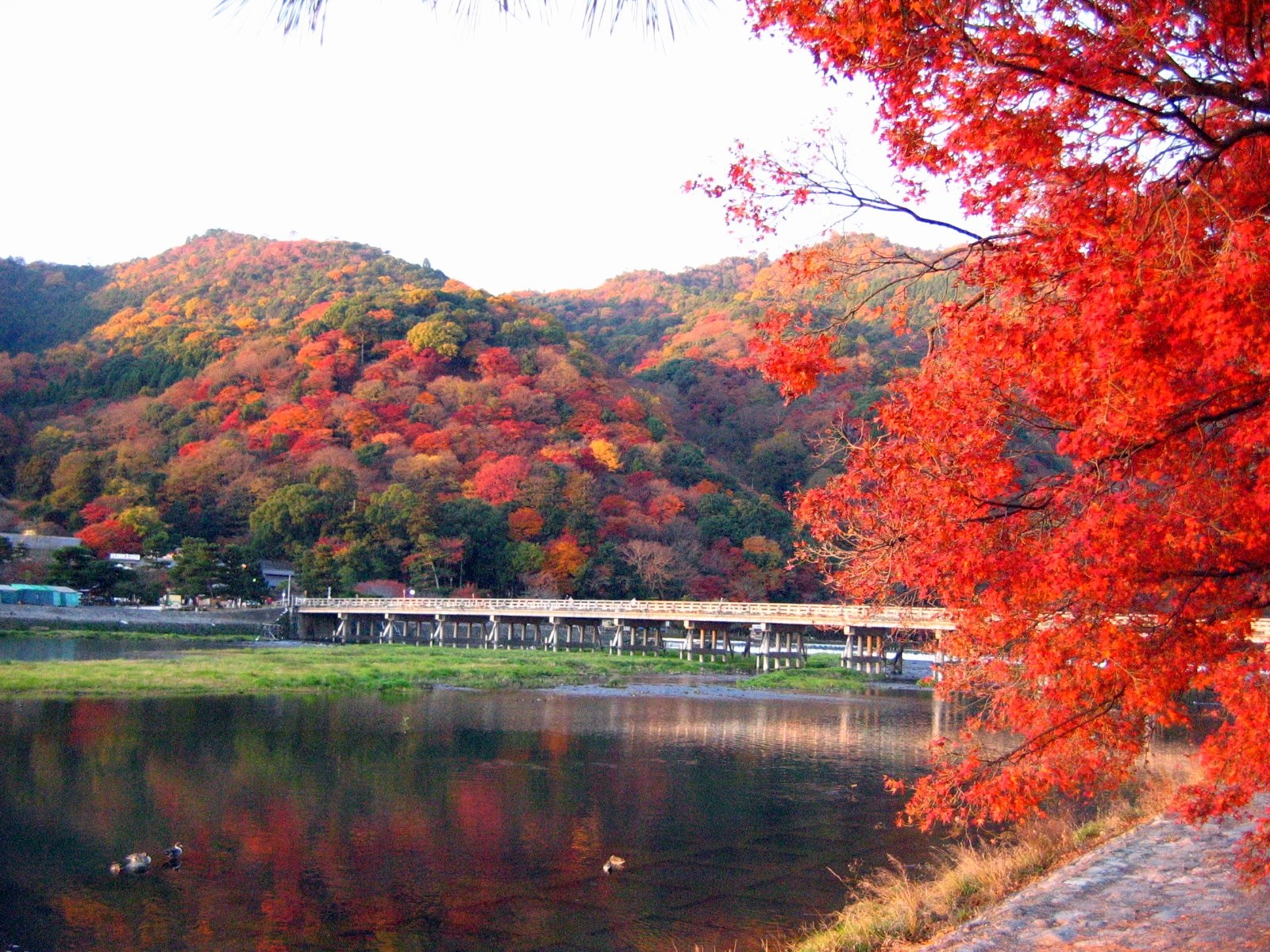 京都嵐山の紅葉2021