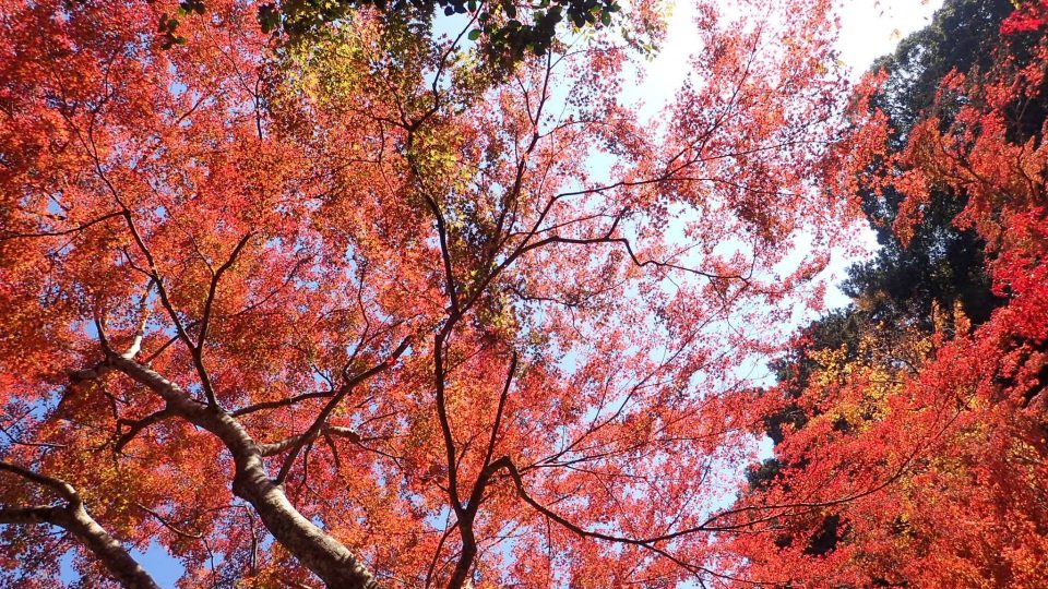 奈良紅葉スポット2021　正暦寺の紅葉