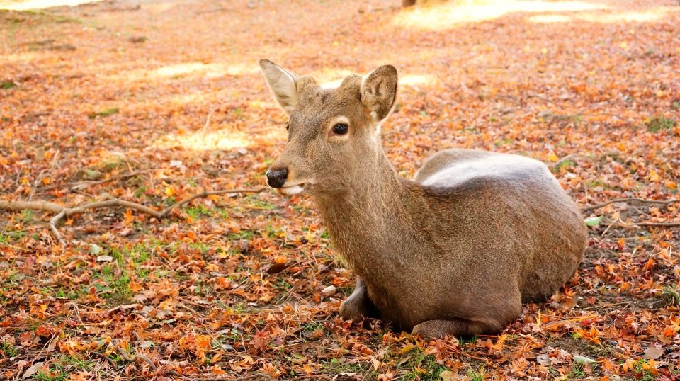 奈良紅葉名所2021奈良公園の鹿
