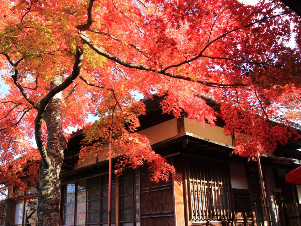 箱根美術館の庭園「神仙郷」の紅葉