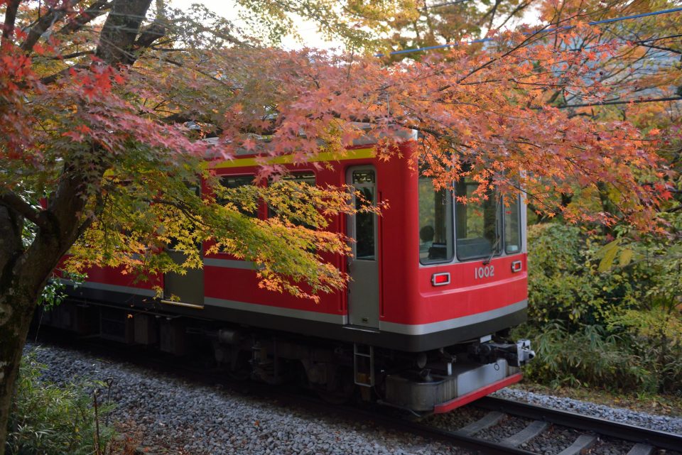 箱根登山鉄道沿線の紅葉