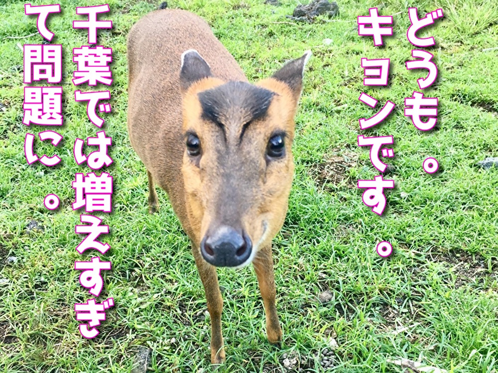 八丈島　キョン