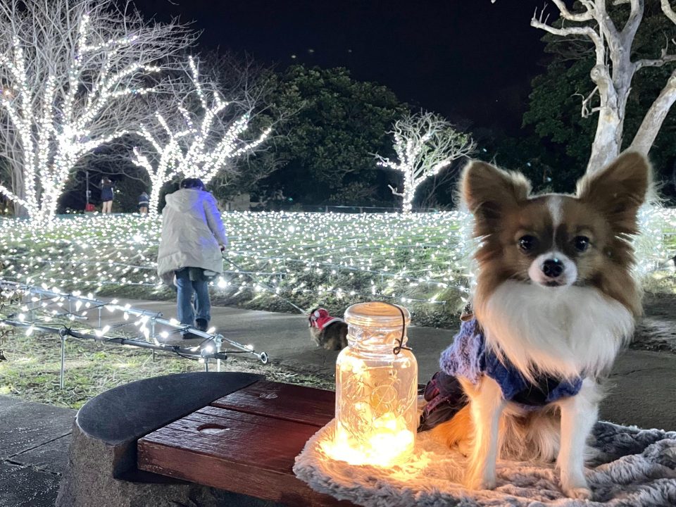 江の島イルミネーション「湘南の宝石」2023ｰ2024の行き方やモデルコース・犬同伴で楽しめる