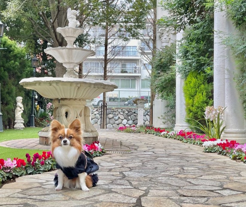 湘南鎌倉クリスタルホテル宿泊記 江ノ島鎌倉観光 犬同伴宿泊が最高 たびハピ