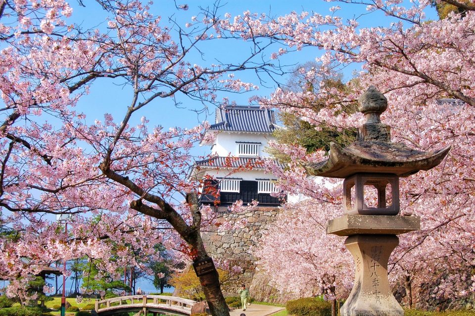 長崎桜名所2022大村公園の桜見ごろ・さくら祭り開催