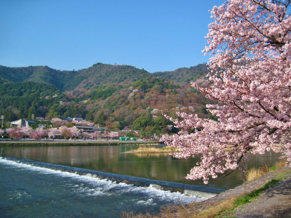 お花見京都2022・桜名所の見ごろや夜桜イベント中止情報一覧