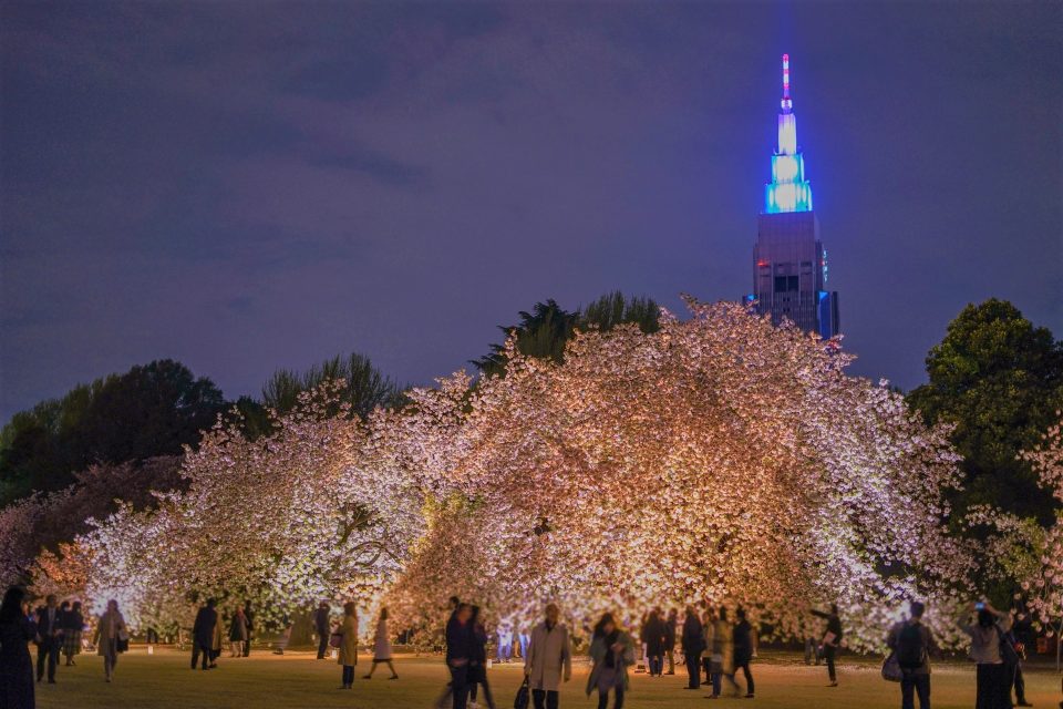 東京お花見22年最新情報 桜名所の桜祭り中止や制限一覧 3月30日更新 たびハピ