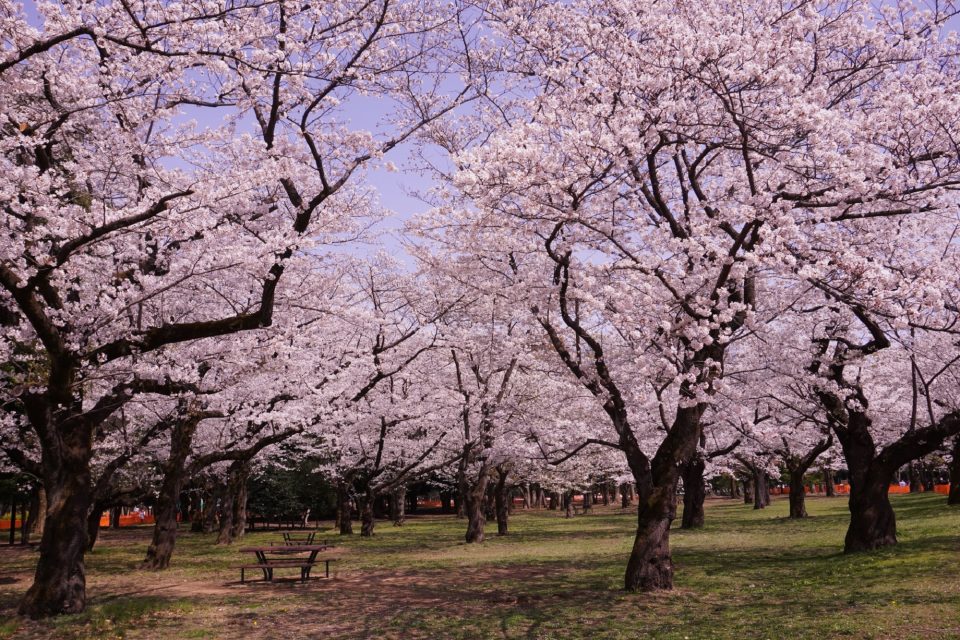 東京お花見2022代々木公園