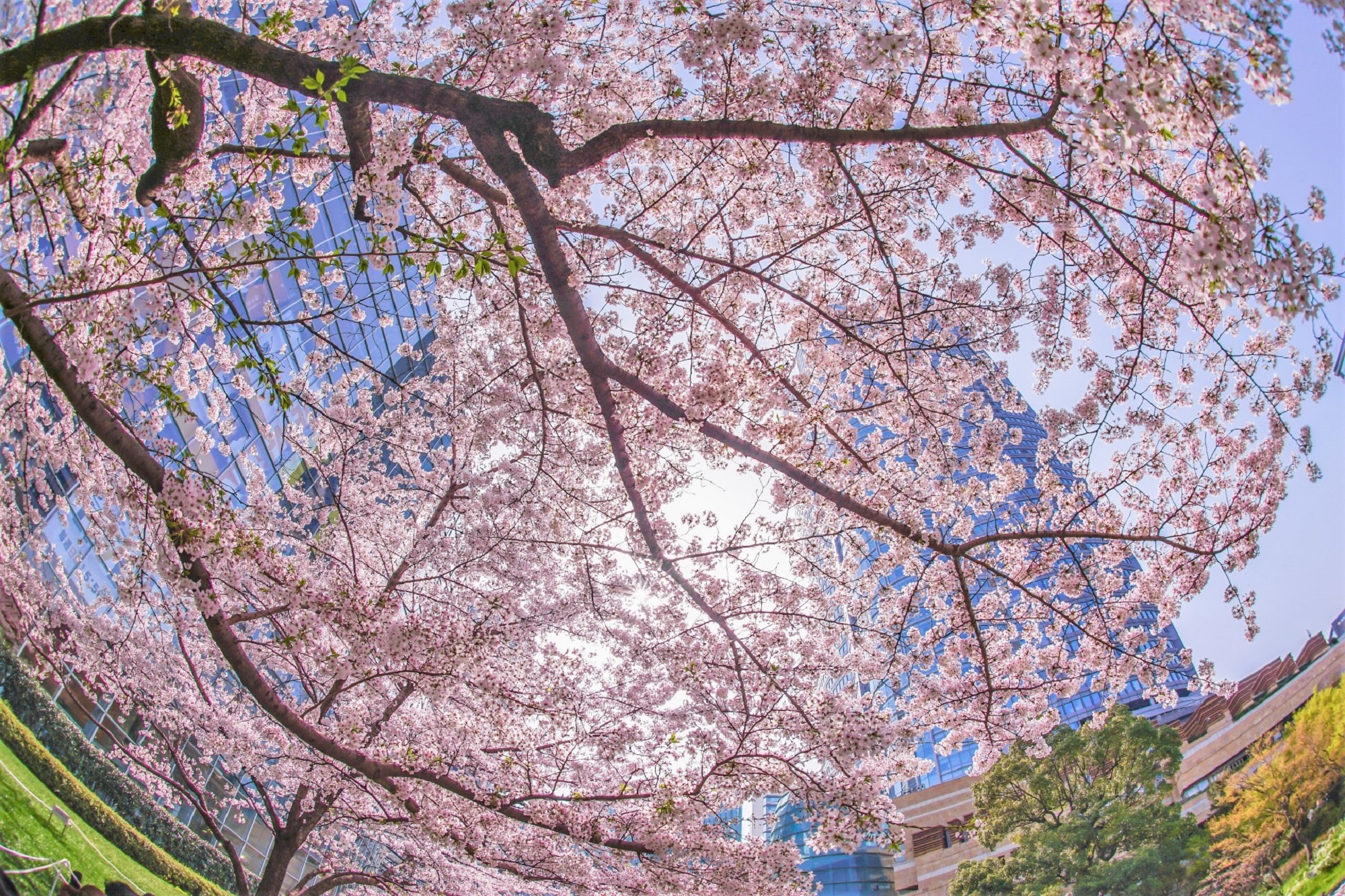 東京お花見22年最新情報 桜名所の桜祭り中止や制限一覧 3月30日更新 たびハピ