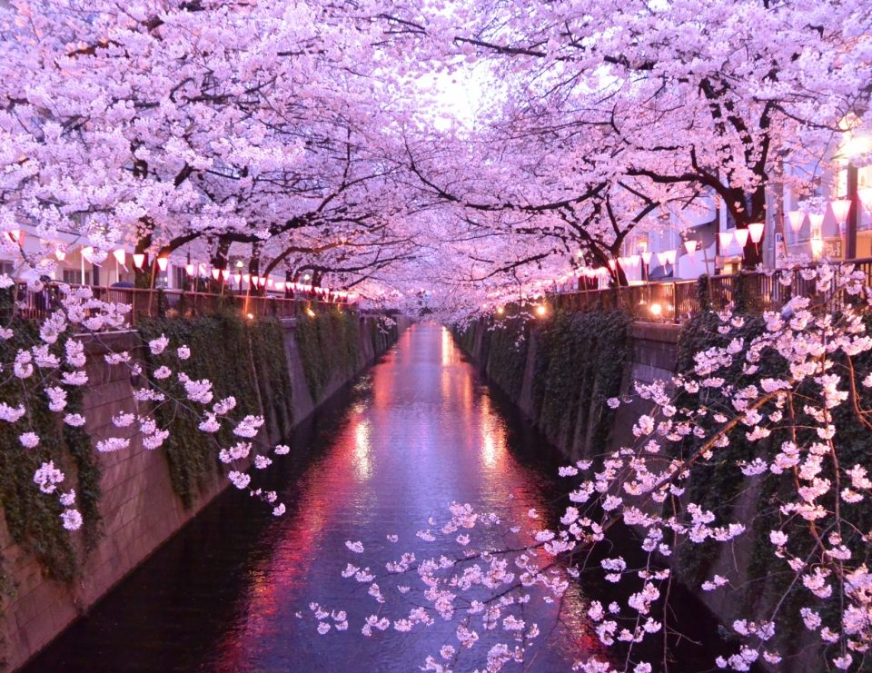 東京お花見22年最新情報 桜名所の桜祭り中止や制限一覧 3月30日更新 たびハピ