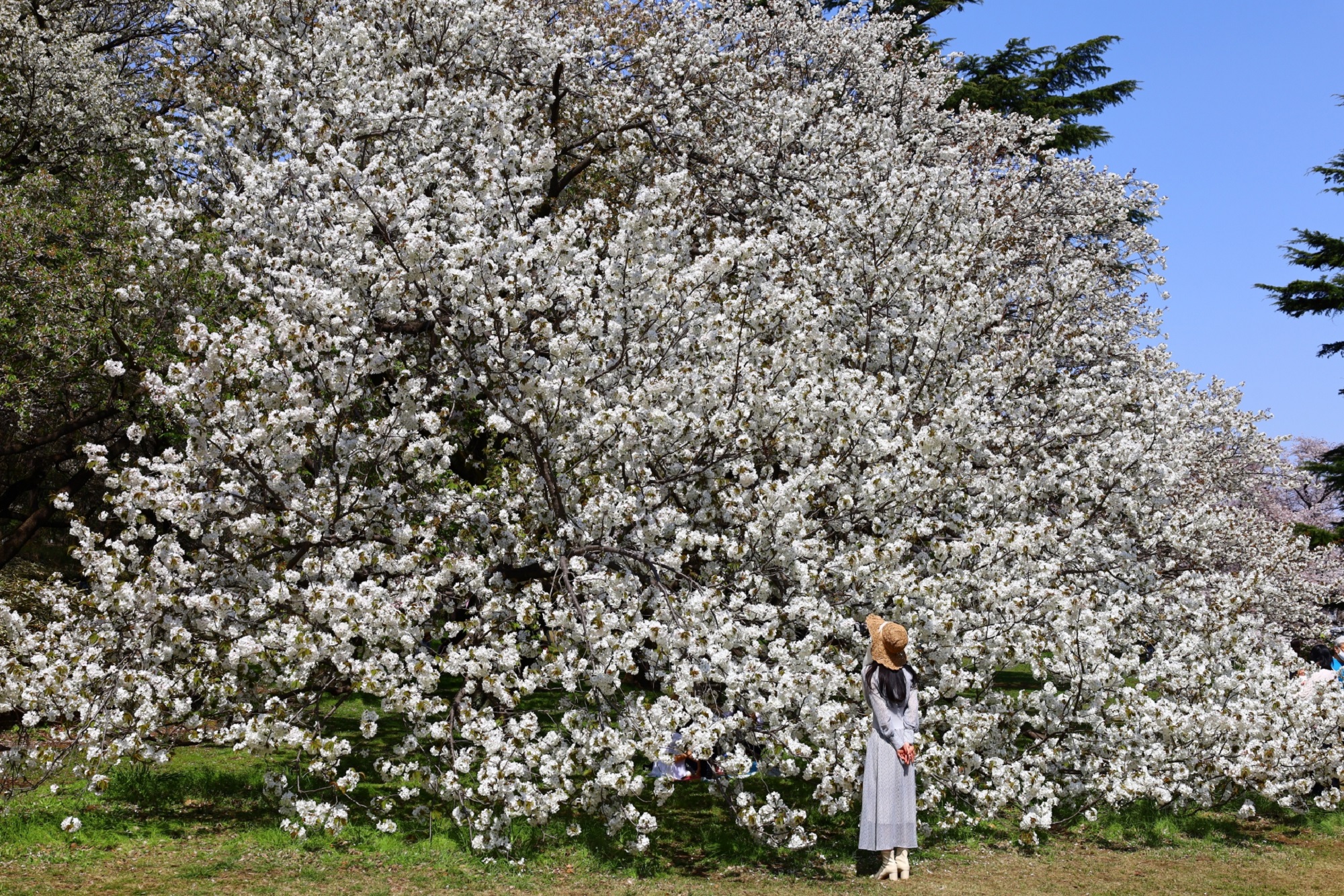 東京お花見22年最新情報 桜名所の桜祭り中止や制限一覧 3月30日更新 たびハピ