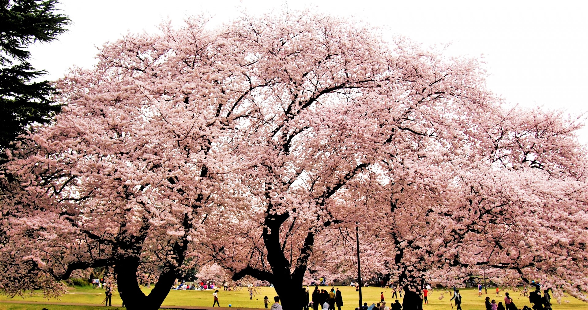 東京お花見22年最新情報 桜名所の桜祭り中止や制限一覧 3月30日更新 たびハピ
