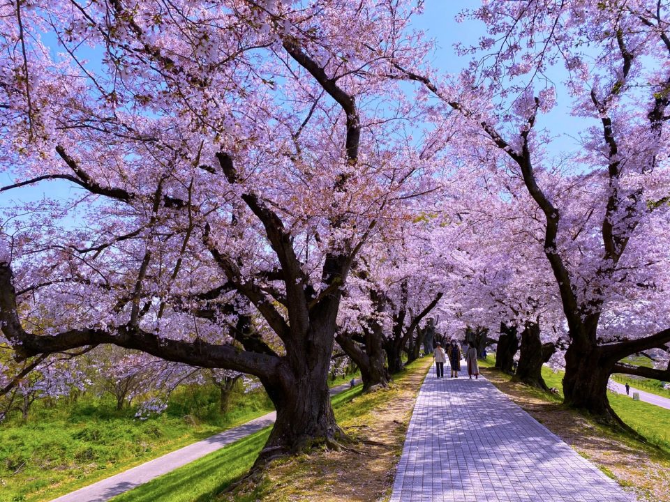 京都の桜名所22年の見ごろ お花見イベント中止情報一覧 3月29日更新 たびハピ