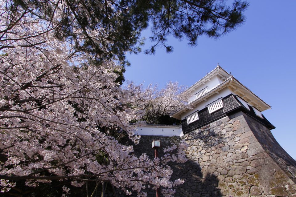 長崎桜名所2022大村公園の桜見ごろ・さくら祭り開催