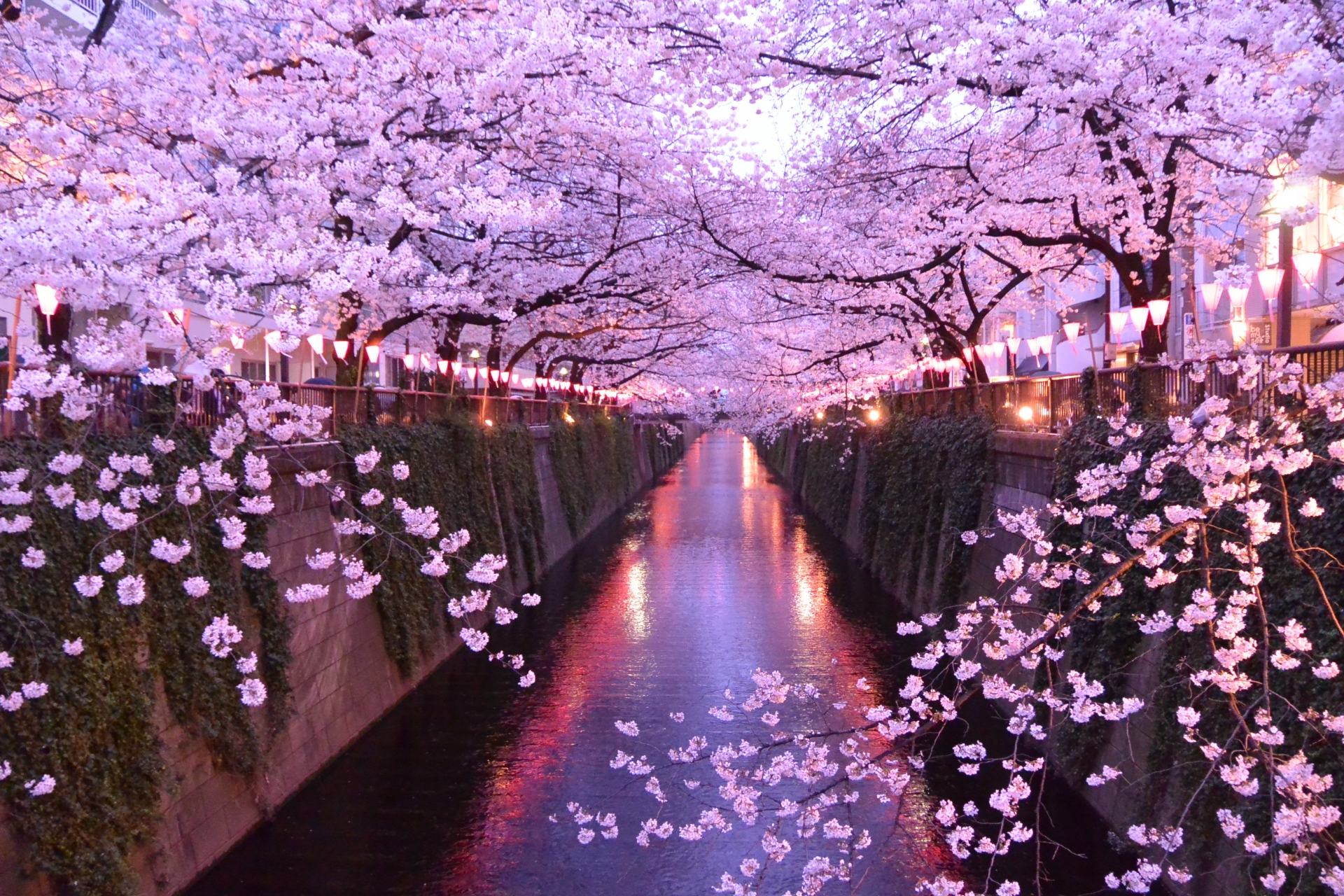 東京お花見2024年最新情報・桜名所の桜祭りと制限一覧