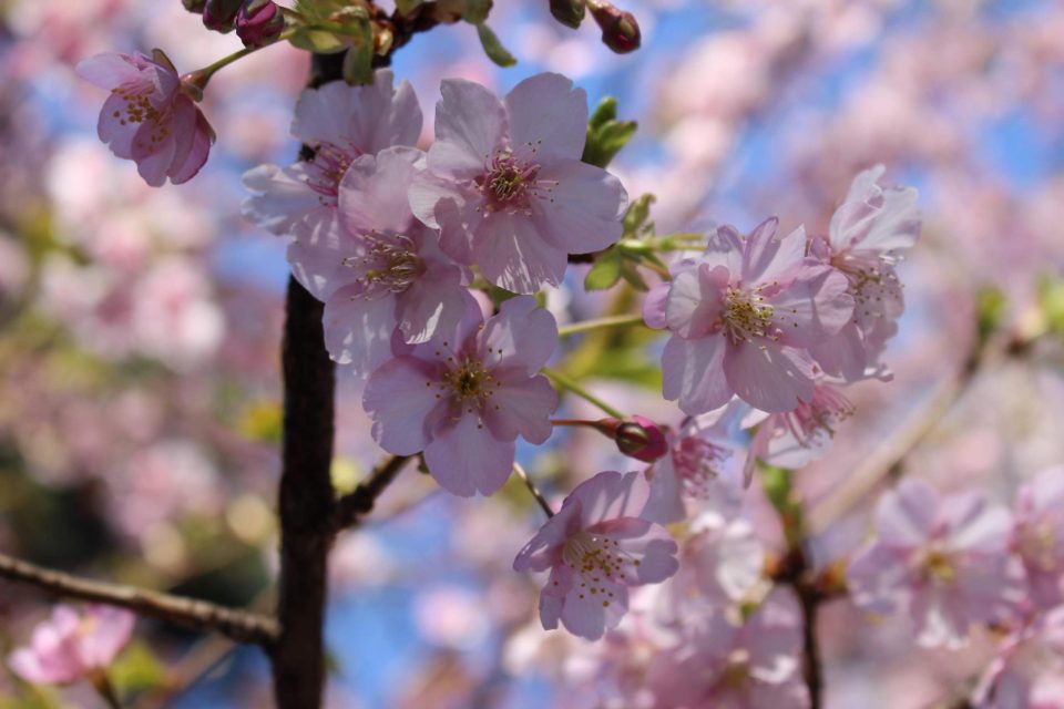 栃木県桜名所2024年の見ごろはいつ？桜まつりライトアップ一覧