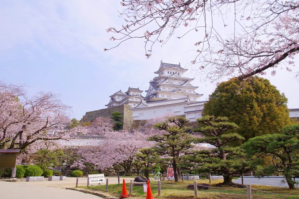 姫路城と桜、三の丸広場