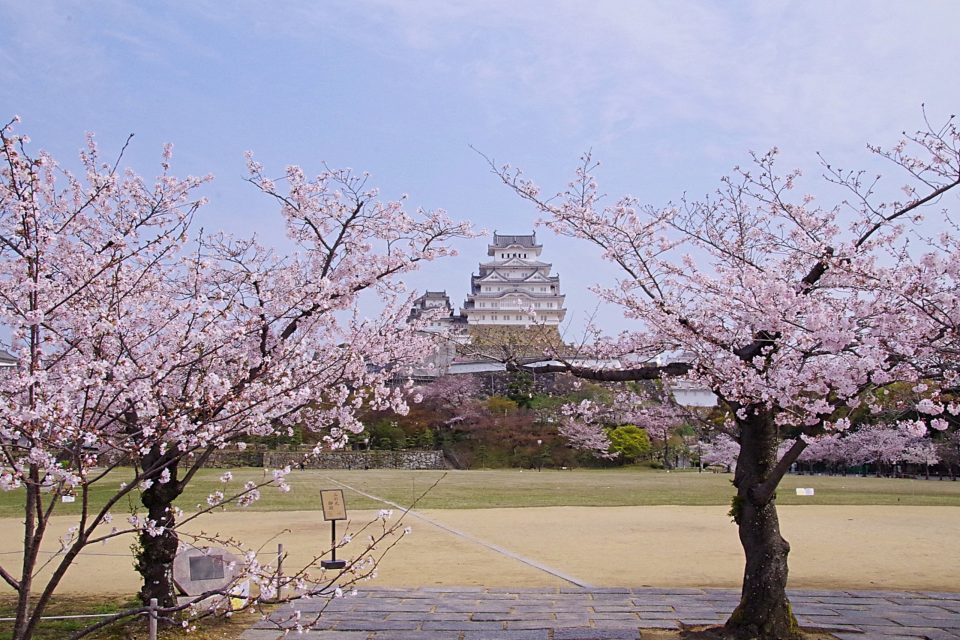 姫路城と桜、三の丸広場