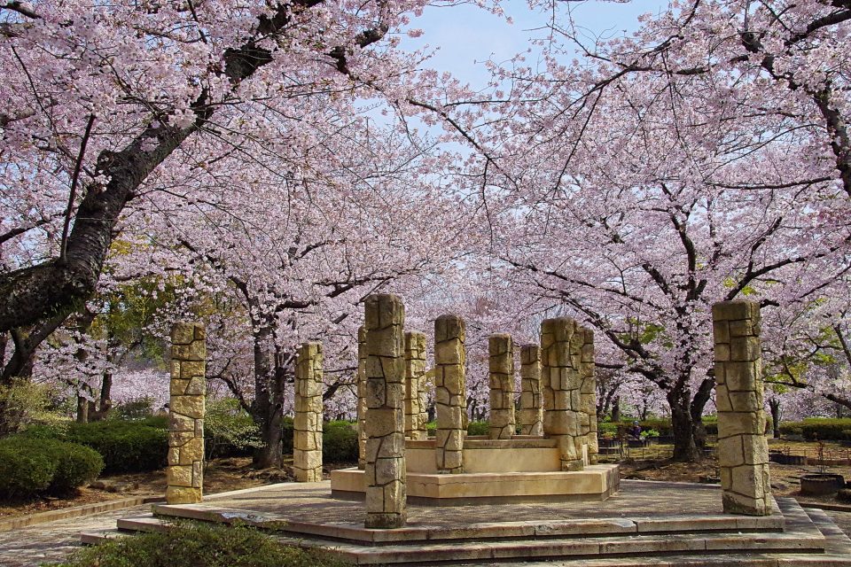 姫路城と桜、千姫ぼたん園