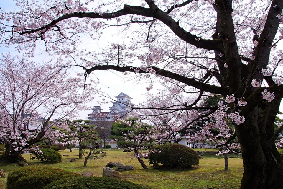 姫路城と桜、西の丸