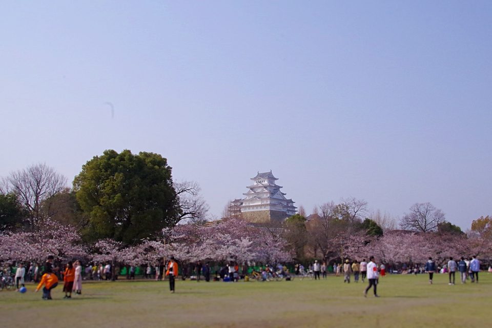 姫路城と桜、東御屋敷跡公園