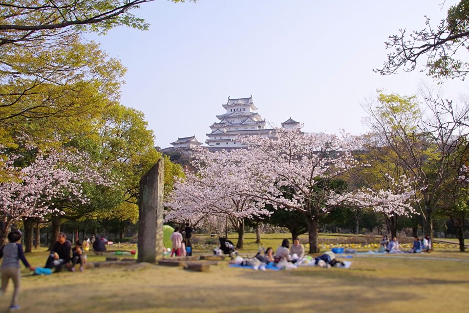 姫路城と桜、シロトピア公園