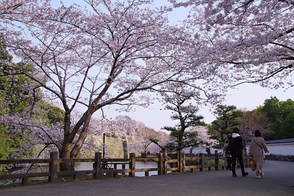 姫路城と桜、姫路城西内堀沿い