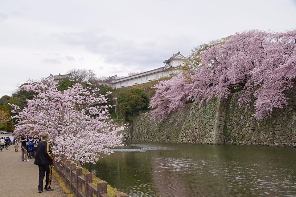 姫路城と桜、城西内堀