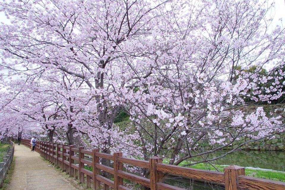 姫路城と桜、千姫の小径