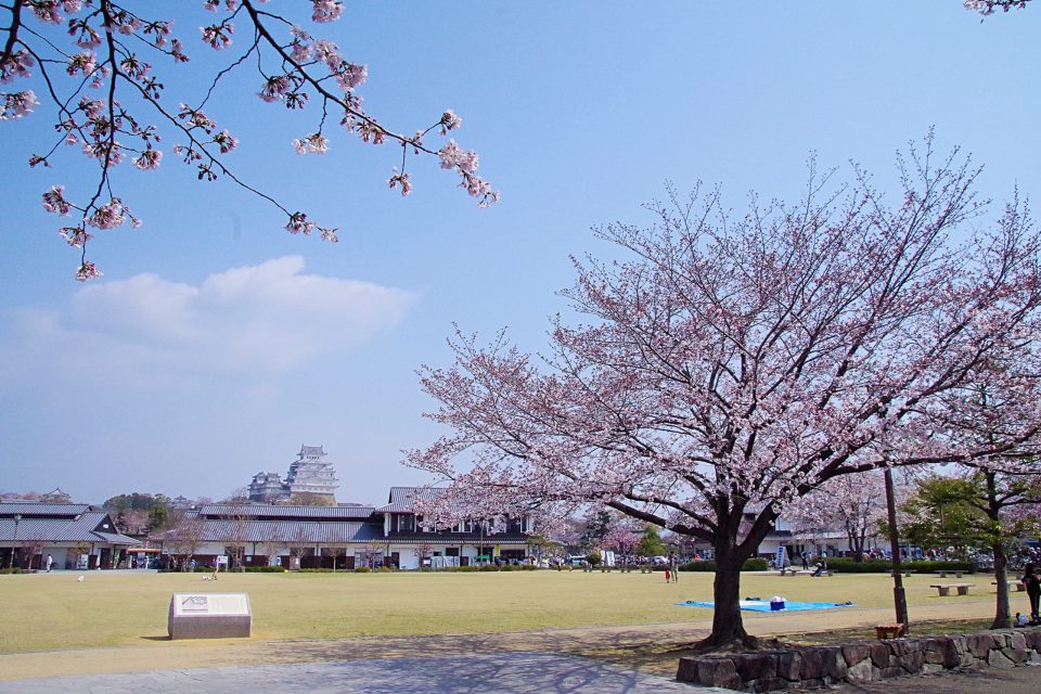 姫路城と桜、家老屋敷跡公園