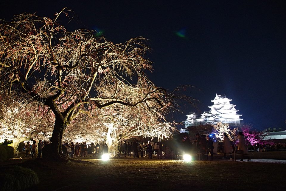 姫路城と桜、夜桜会