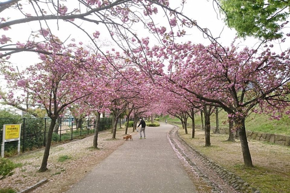 姫路城と桜　南部土塁北沿いの八重桜並木