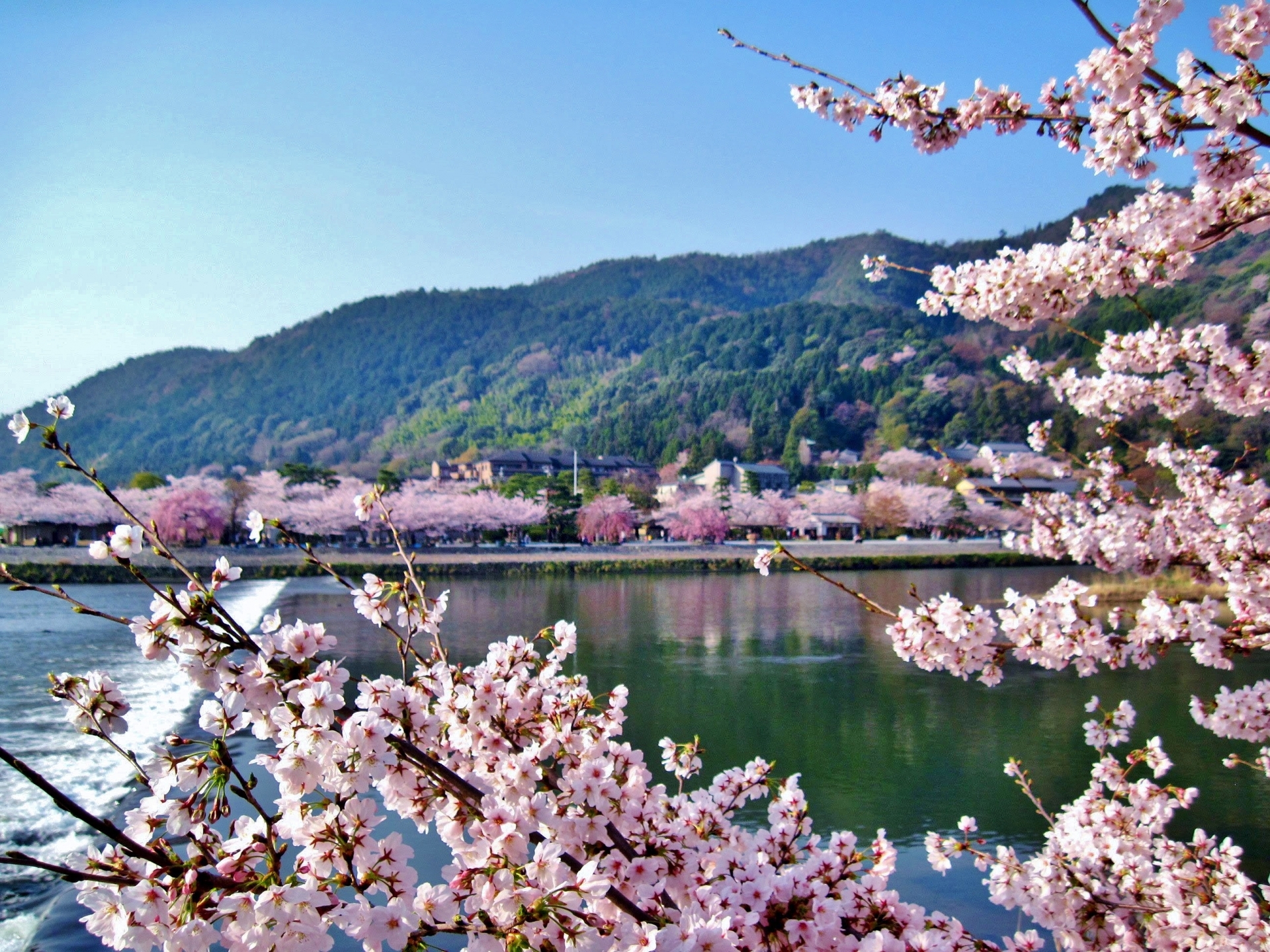 京都の桜名所2023年の開花はいつ？最新情報