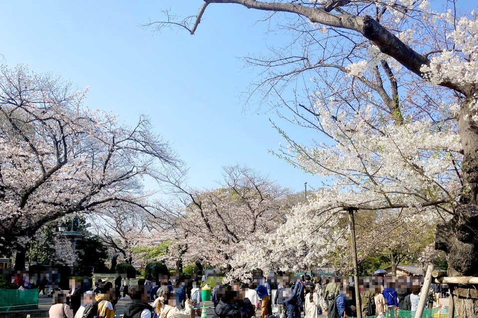 東京桜名所の見ごろはいつ？2024年人気の桜まつりのスケジュール一覧