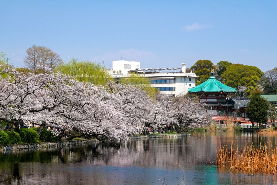 東京桜名所の見ごろはいつ？2024年人気の桜まつりのスケジュール一覧