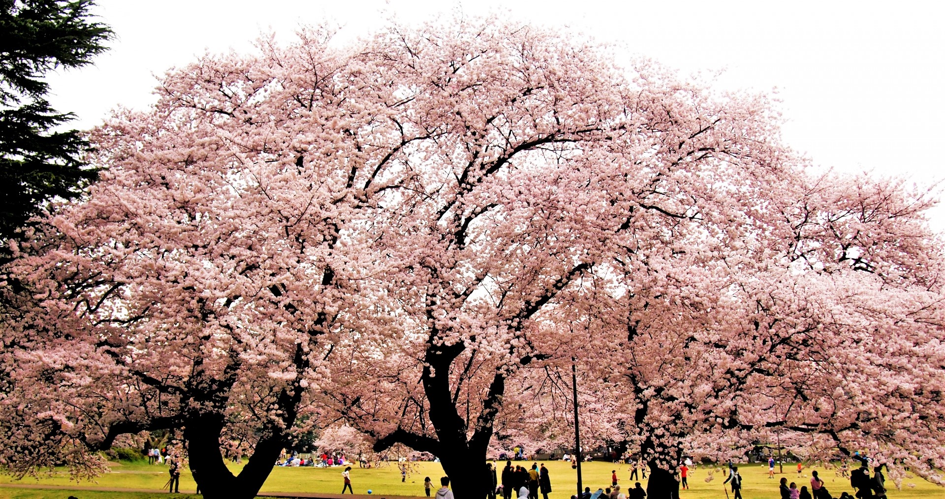東京お花見2022砧公園の桜