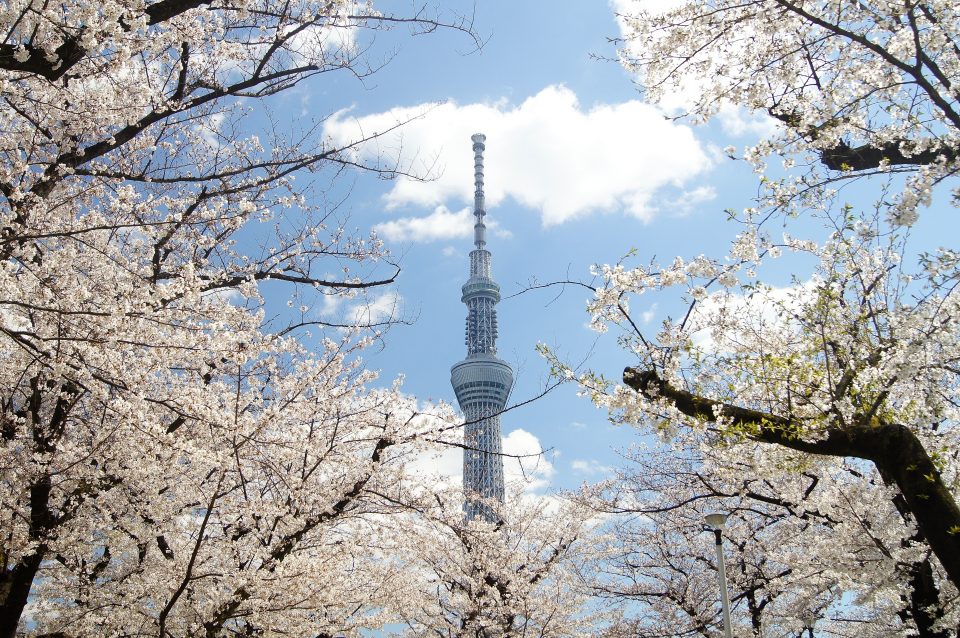 東京お花見2022年最新情報・桜名所の桜祭りと制限一覧