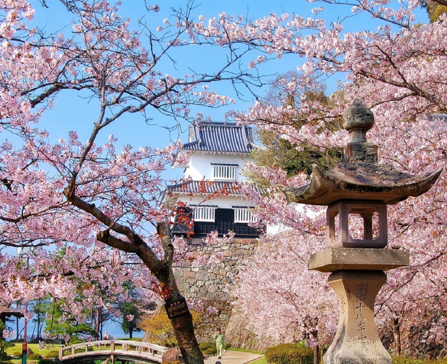 長崎桜名所「大村公園」のお花見2022・桜祭り開催や宴会は可能？