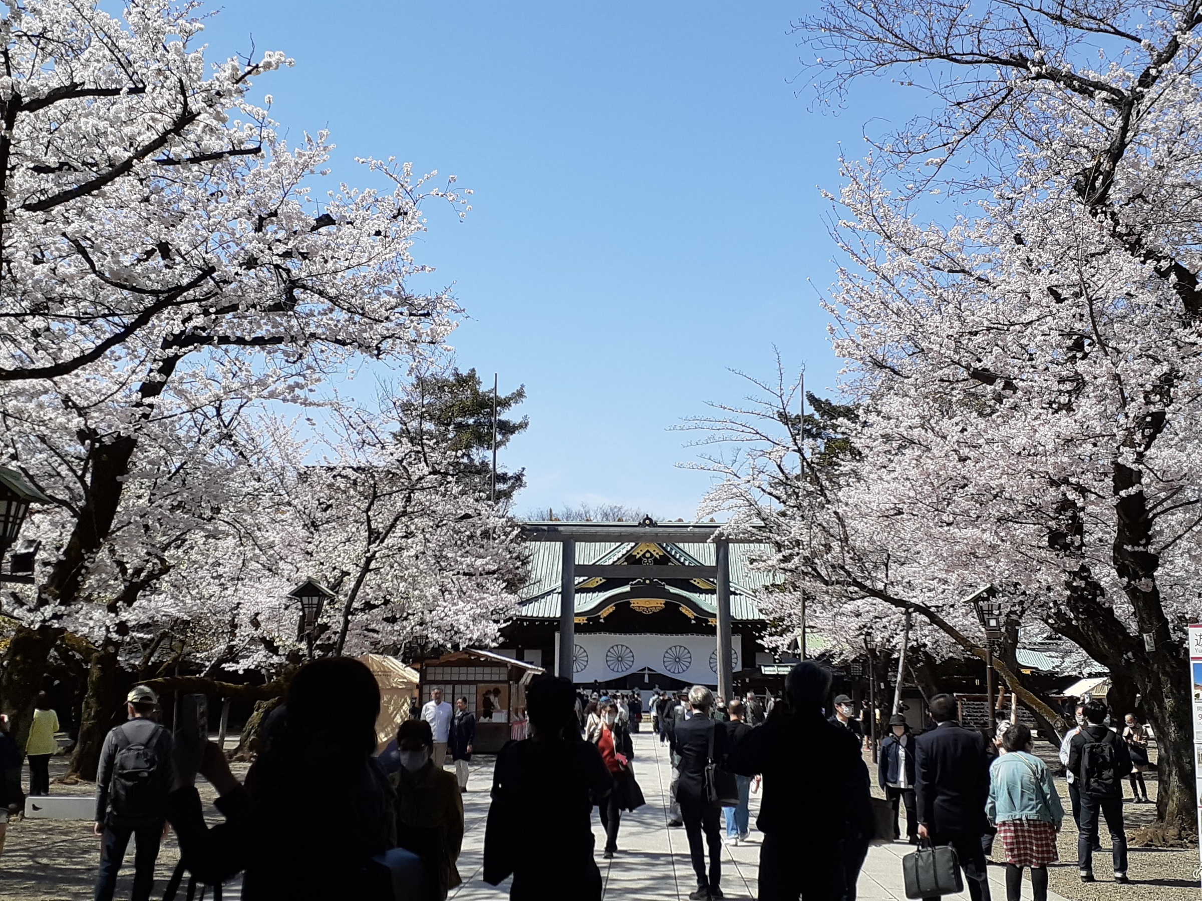 靖国神社の桜2022