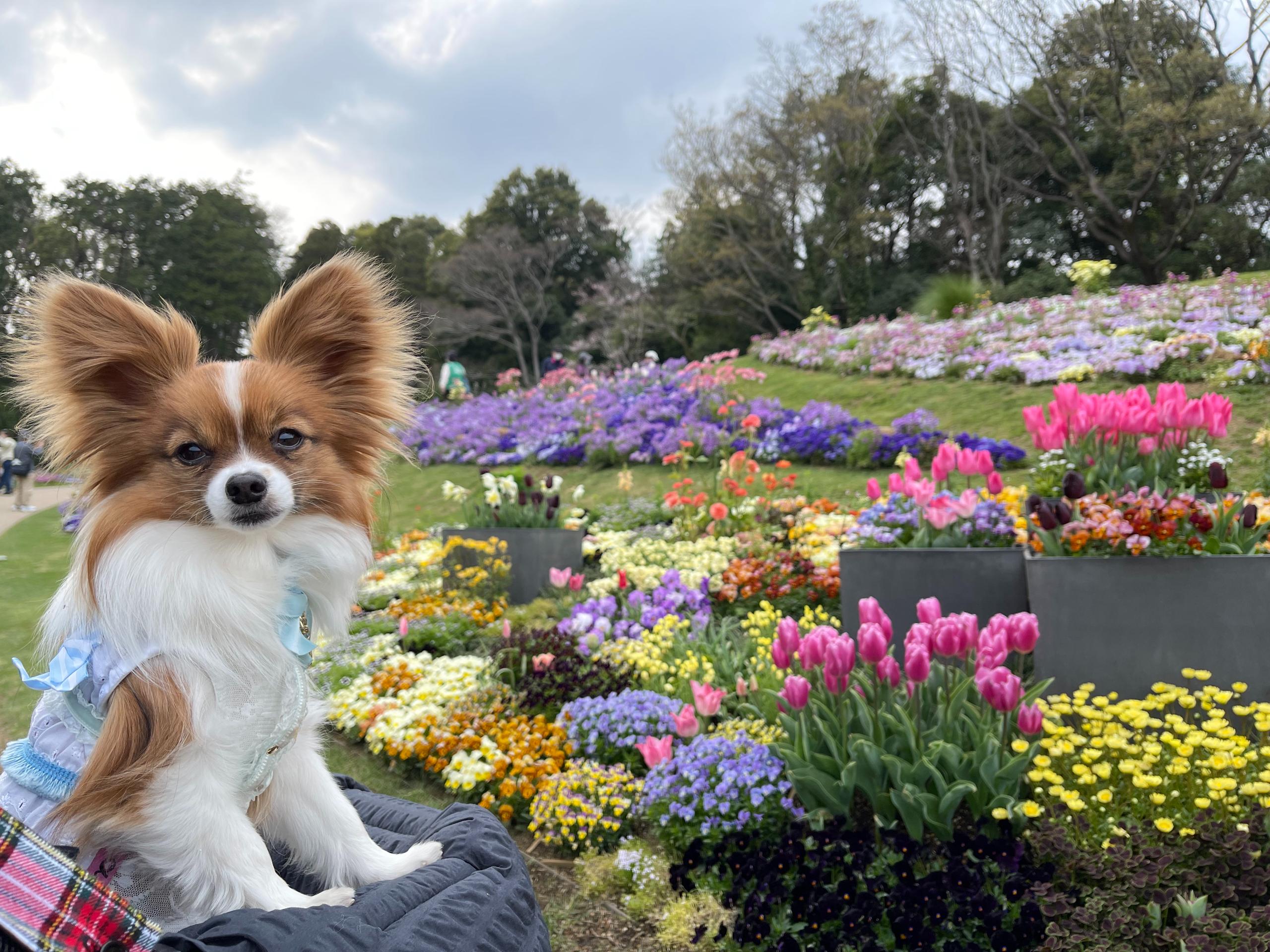 横浜ガーデンネックレス2022・里山ガーデンフェスタを犬同伴で楽しむ